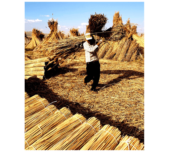 olgun-saz-hasir-kamis-dekorasyon