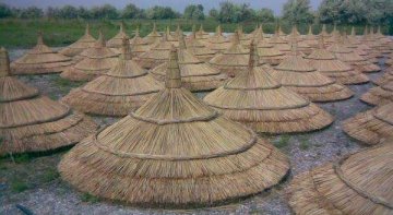 Kamış Şemsiye üretimi